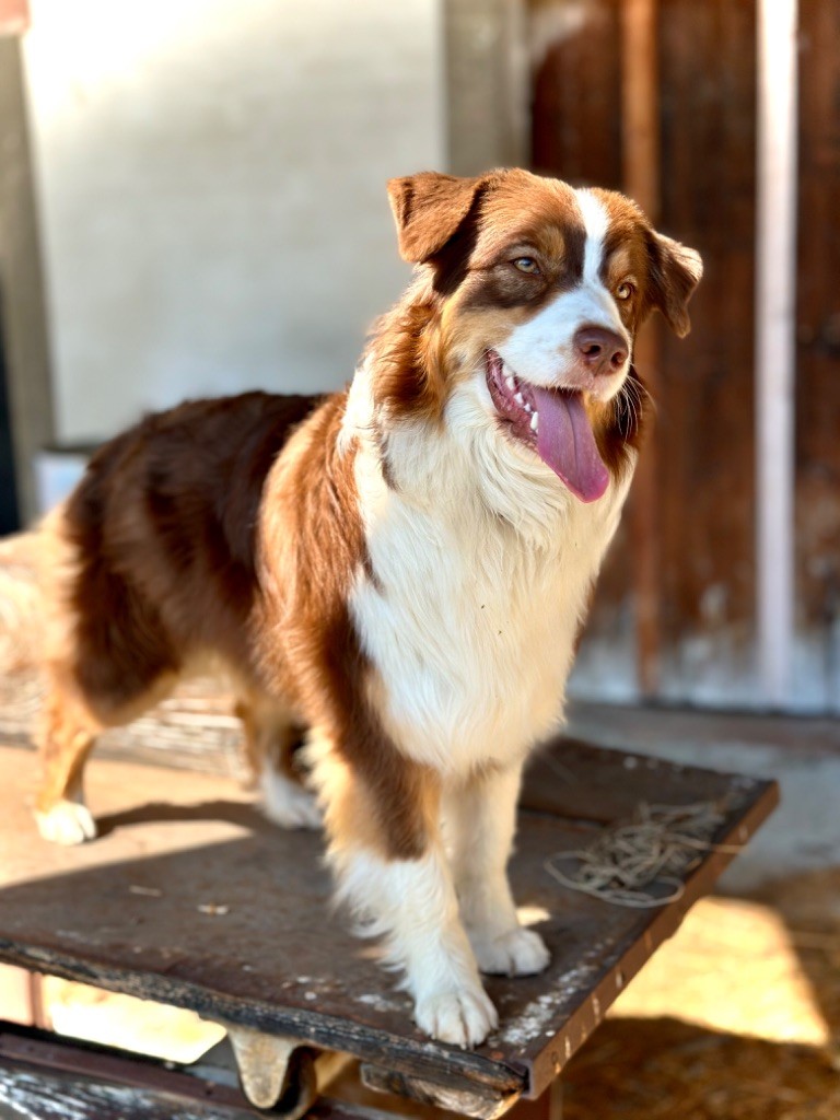 CH. Jch suzie sweet candy De La Tasmanie Sauvage