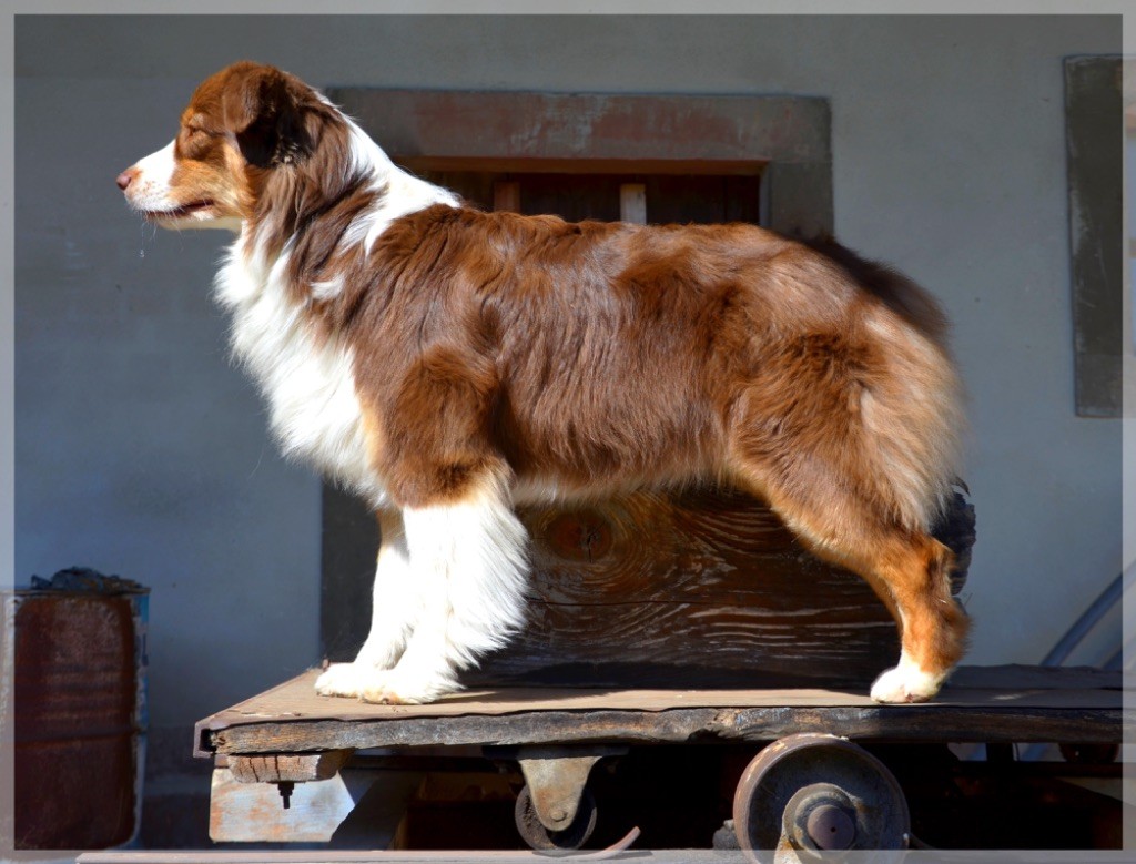 CH. Jch suzie sweet candy De La Tasmanie Sauvage