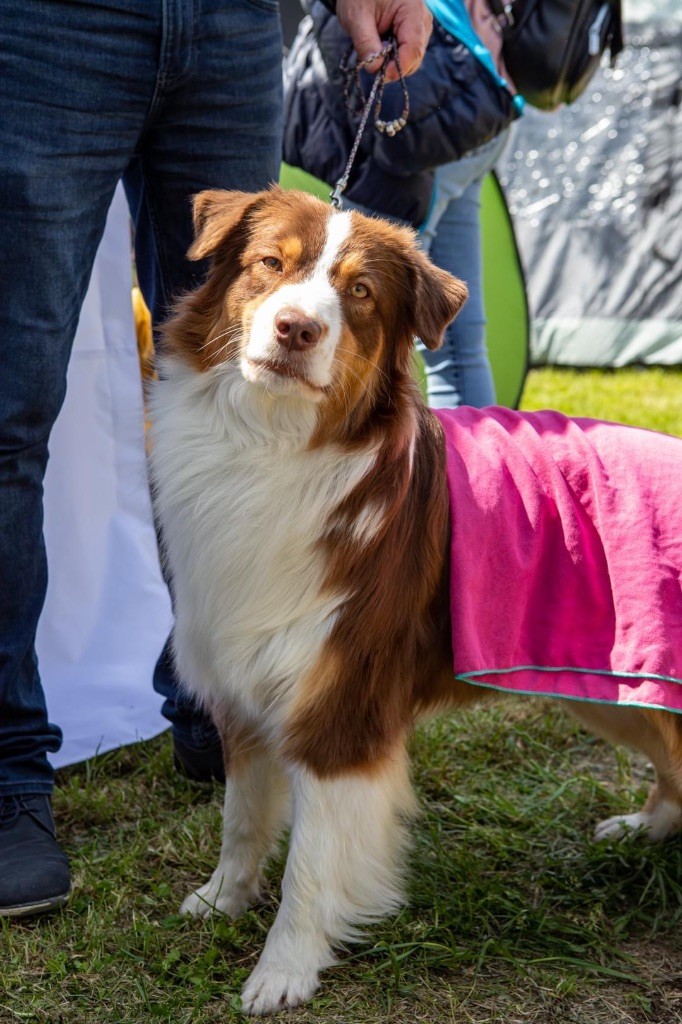 CH. Jch suzie sweet candy De La Tasmanie Sauvage