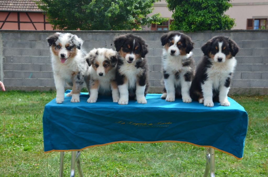 chiot Berger Australien De La Légende De Lorelei