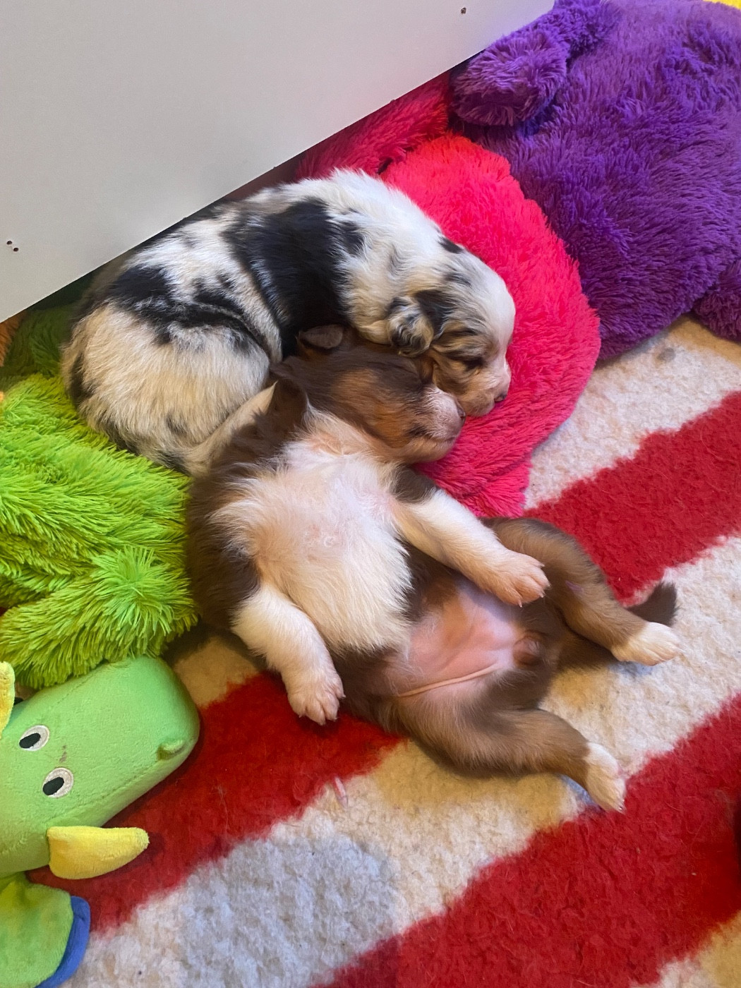 1 bébé de disponible !