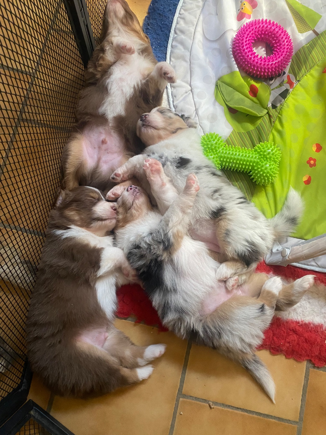2 bébé de disponibles !