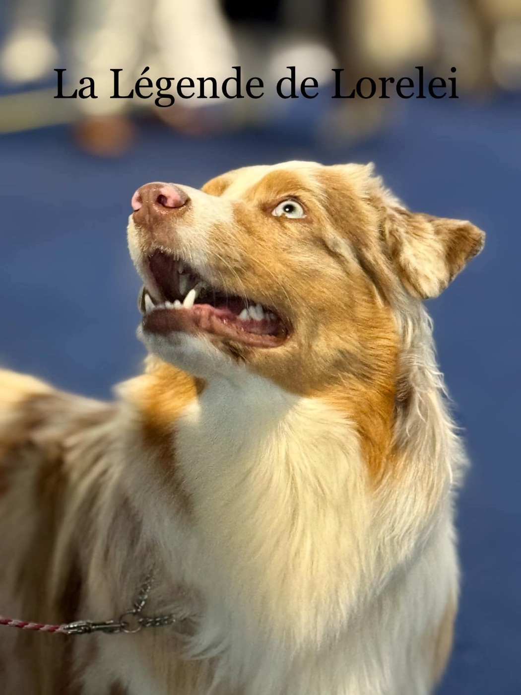 Prochaine portée !