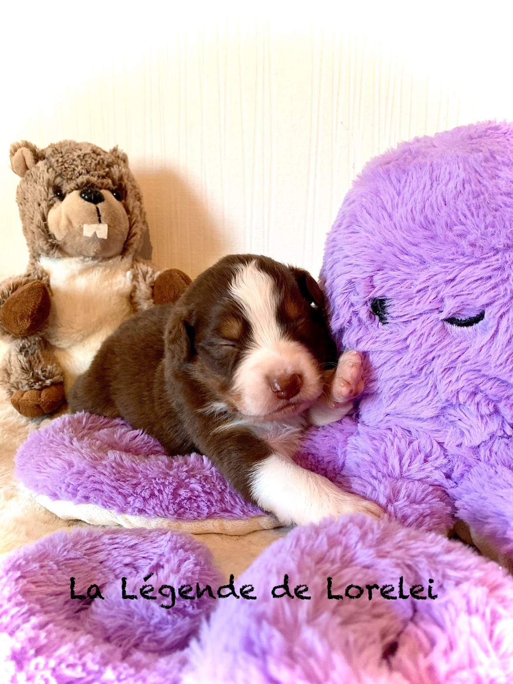 De La Légende De Lorelei - Chiots disponibles - Berger Australien