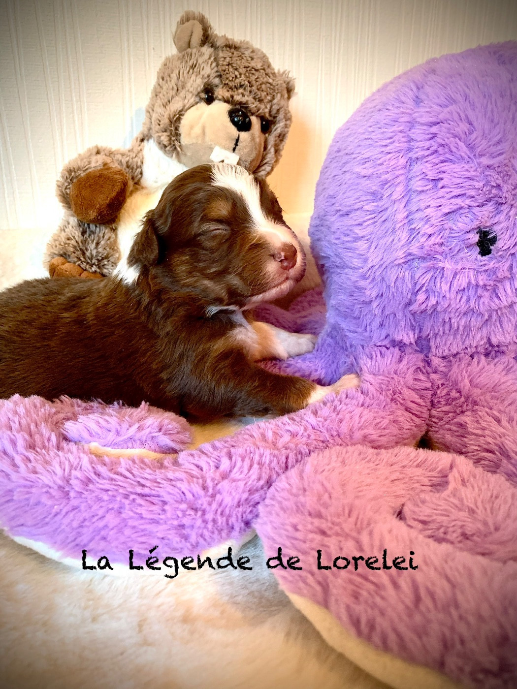 De La Légende De Lorelei - Chiots disponibles - Berger Australien