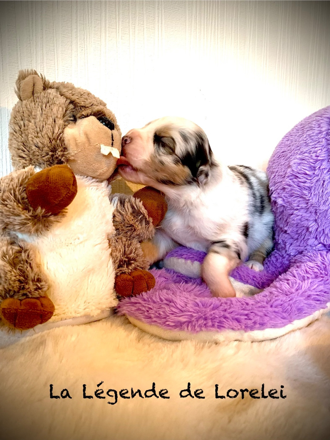 De La Légende De Lorelei - Chiots disponibles - Berger Australien