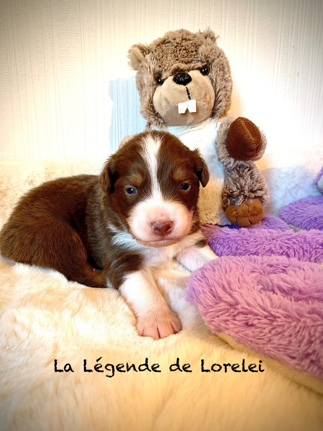De La Légende De Lorelei - Chiots disponibles - Berger Australien