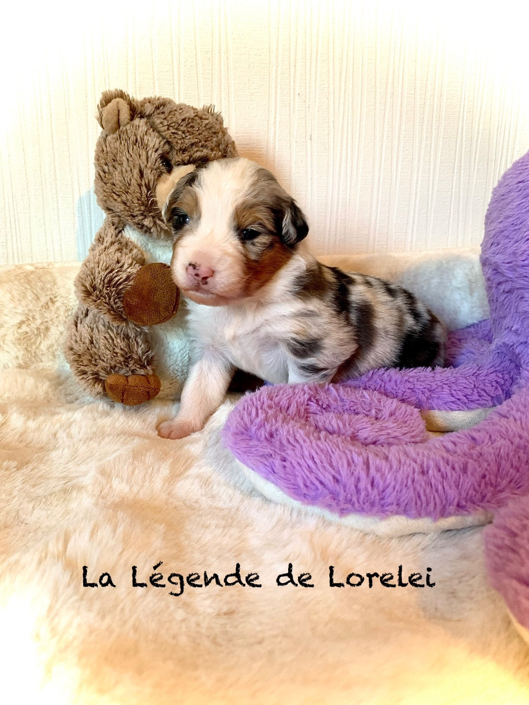 De La Légende De Lorelei - Chiots disponibles - Berger Australien