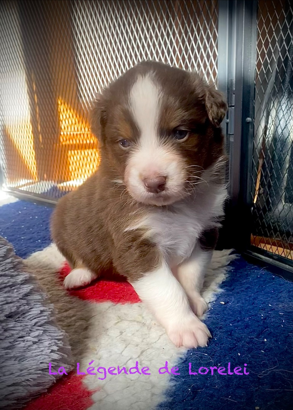 De La Légende De Lorelei - Chiots disponibles - Berger Australien