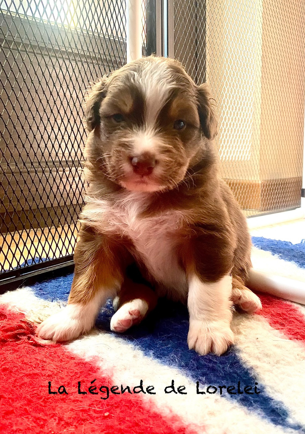 De La Légende De Lorelei - Chiots disponibles - Berger Australien