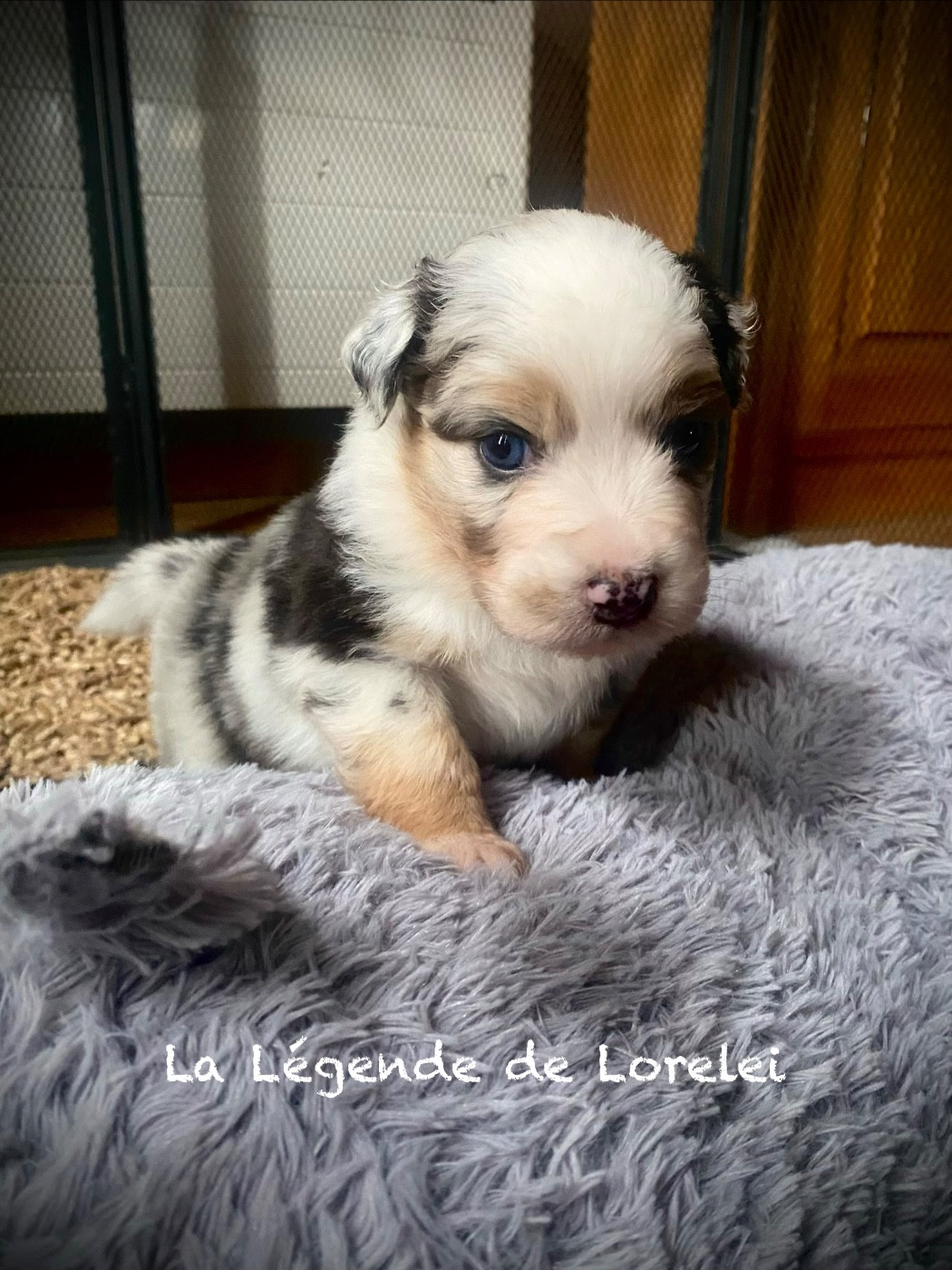 De La Légende De Lorelei - Chiots disponibles - Berger Australien