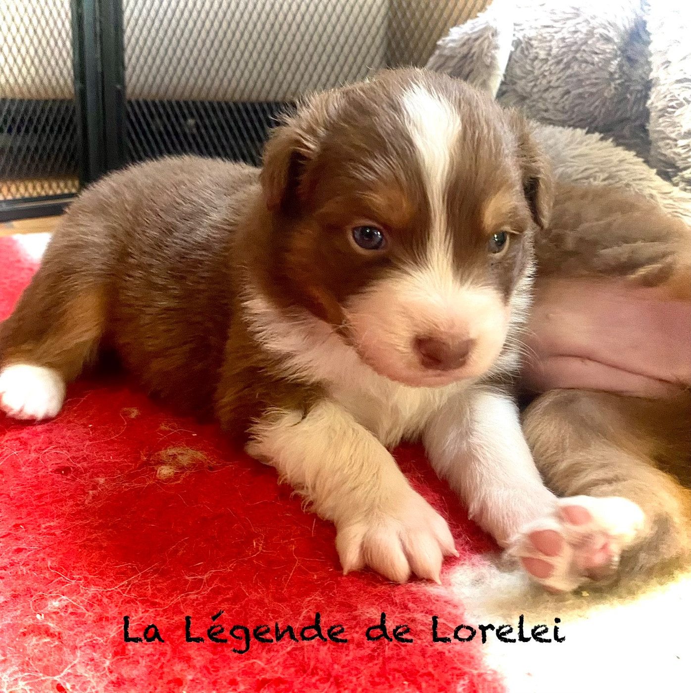 De La Légende De Lorelei - Chiots disponibles - Berger Australien