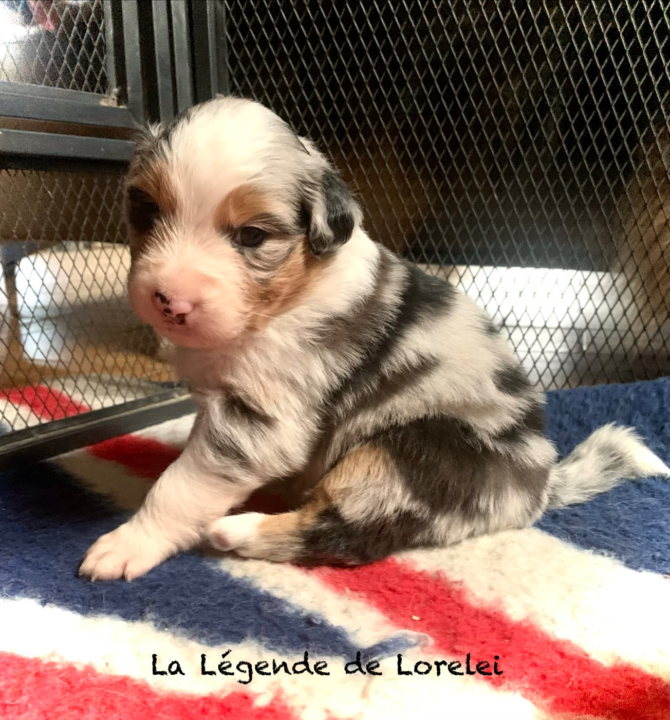 De La Légende De Lorelei - Chiots disponibles - Berger Australien
