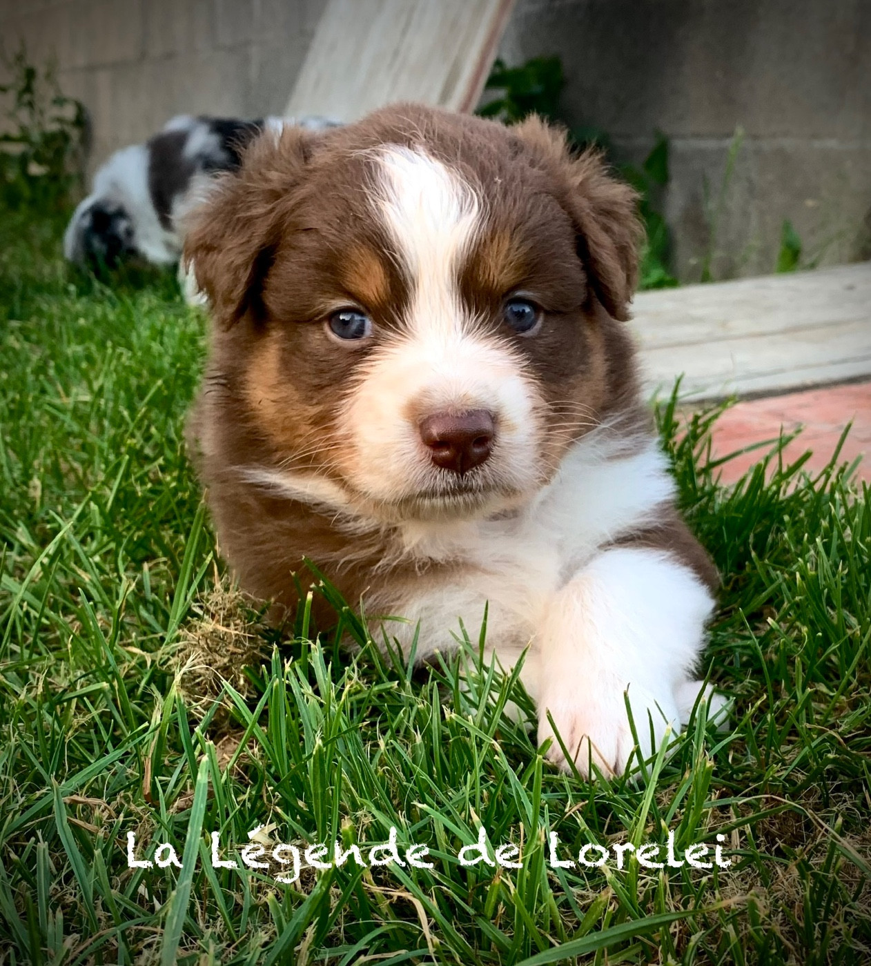De La Légende De Lorelei - Chiots disponibles - Berger Australien