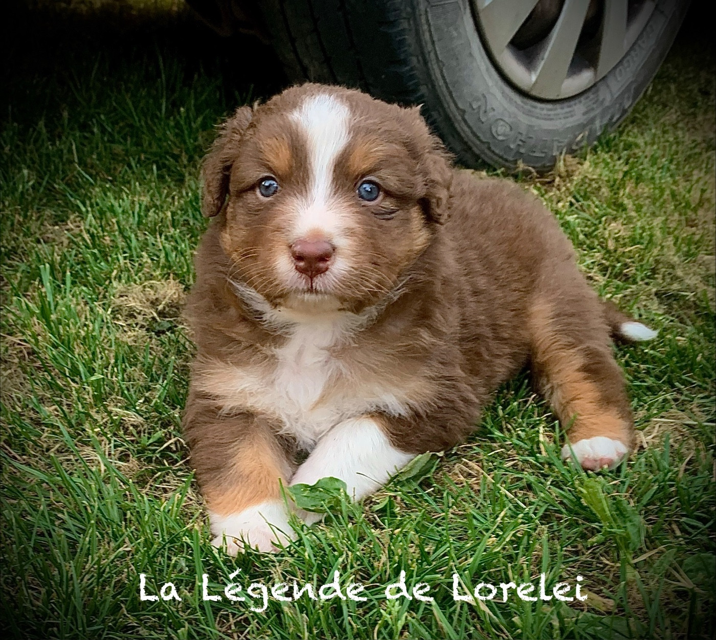 De La Légende De Lorelei - Chiots disponibles - Berger Australien