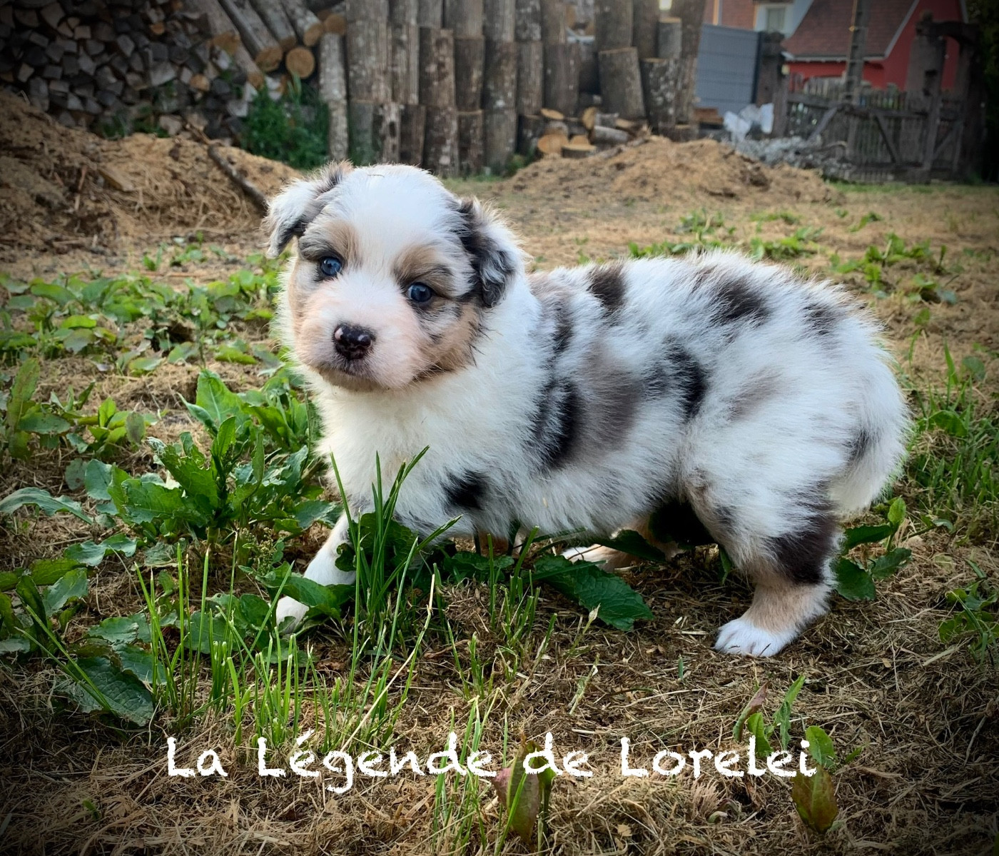 De La Légende De Lorelei - Chiots disponibles - Berger Australien