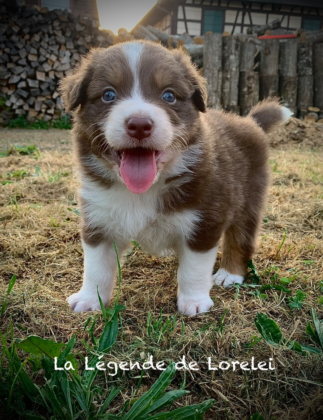 De La Légende De Lorelei - Chiots disponibles - Berger Australien