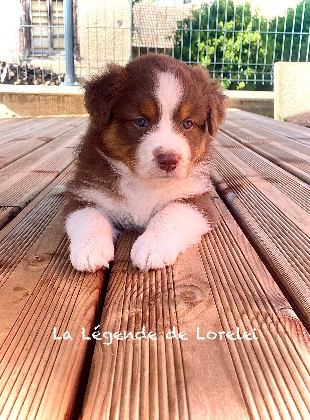 De La Légende De Lorelei - Chiots disponibles - Berger Australien