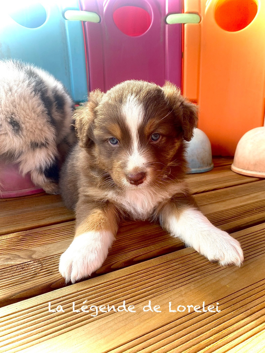 De La Légende De Lorelei - Chiots disponibles - Berger Australien
