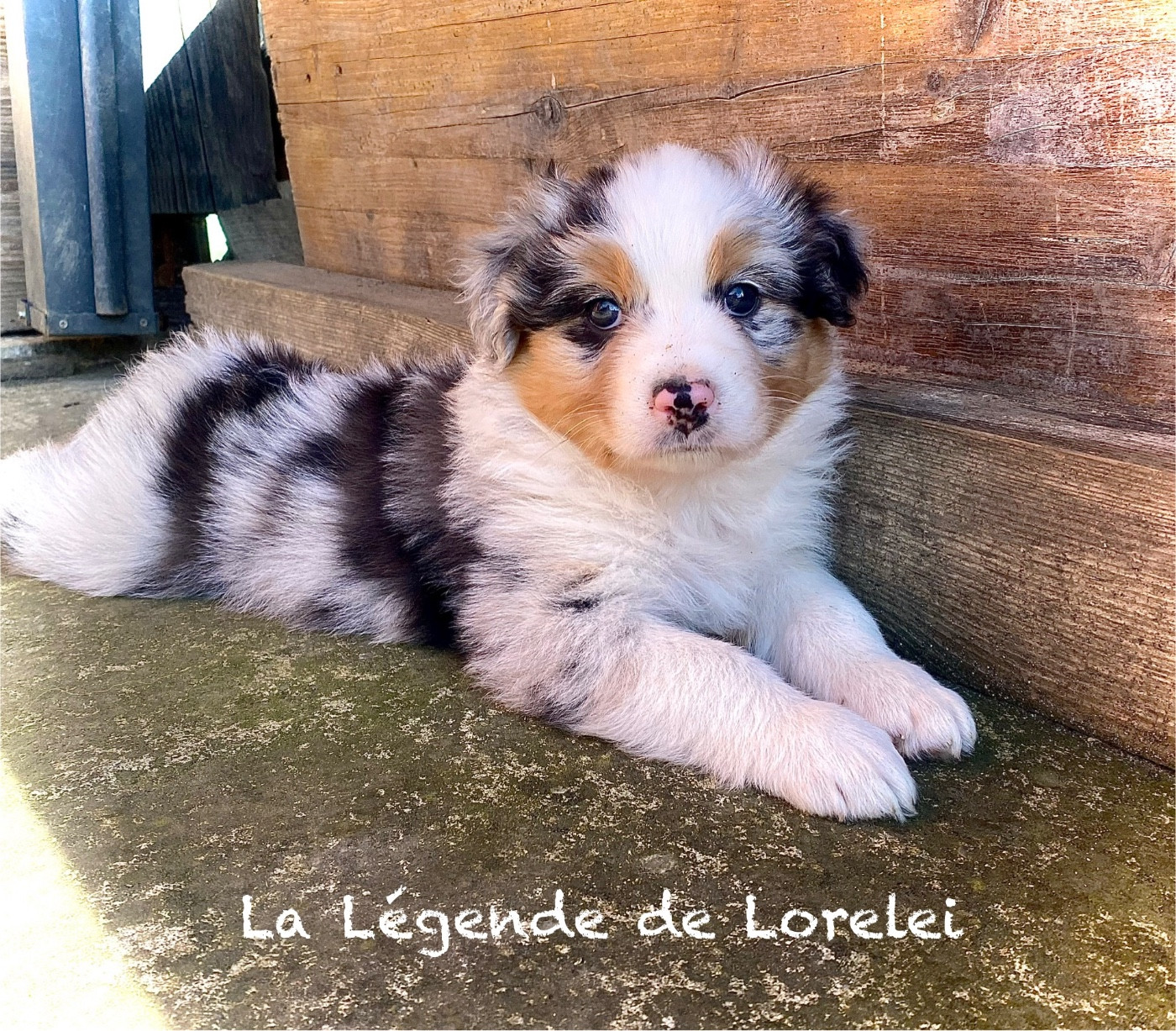De La Légende De Lorelei - Chiots disponibles - Berger Australien