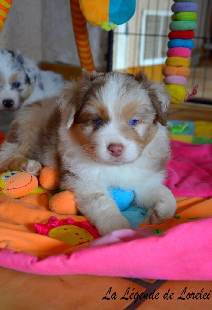 De La Légende De Lorelei - Berger Australien - Portée née le 06/10/2025